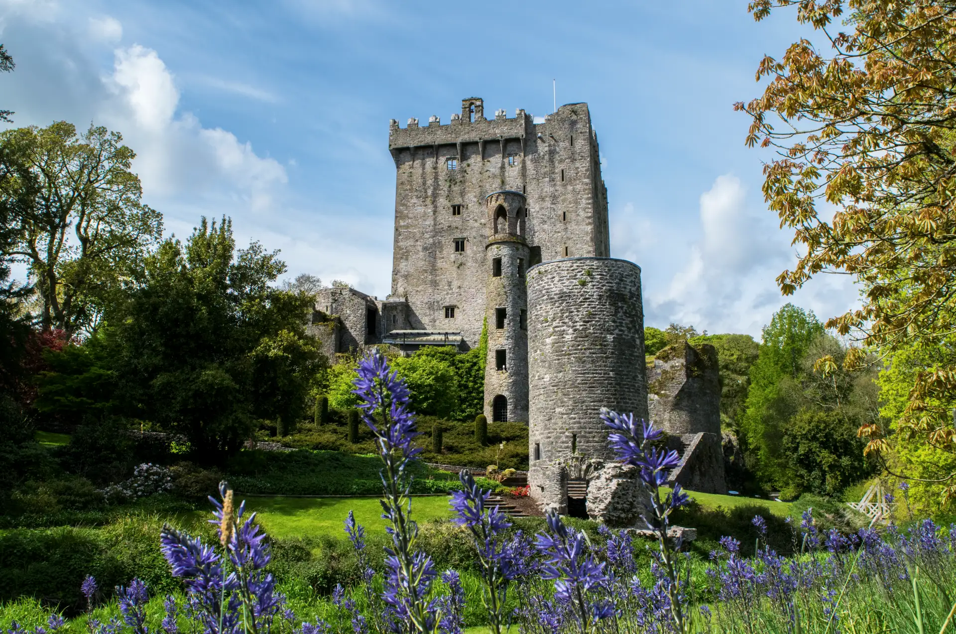 Blarney Castle and its round tower above bluebells in the castle gardens, County Cork